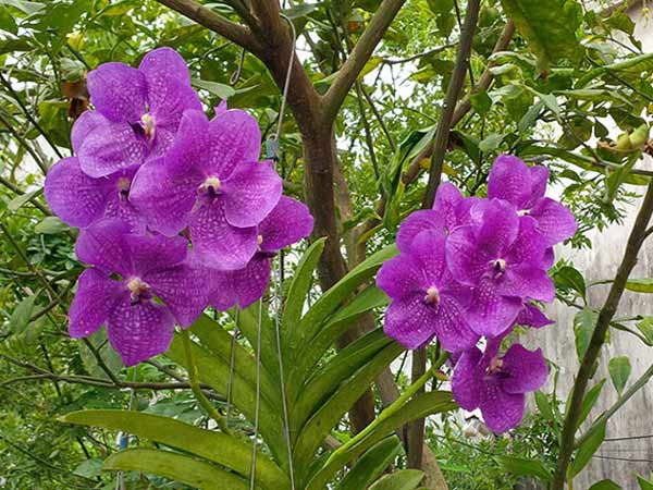 Loài hoa may mắn năm 2018 giúp Song Ngư, Bọ Cạp và Cự Giải tỏa sáng