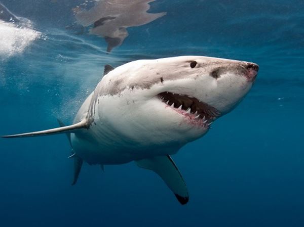 Mơ thấy cá mập có thực sự là giấc mơ đáng sợ - Cá mập là số mấy?