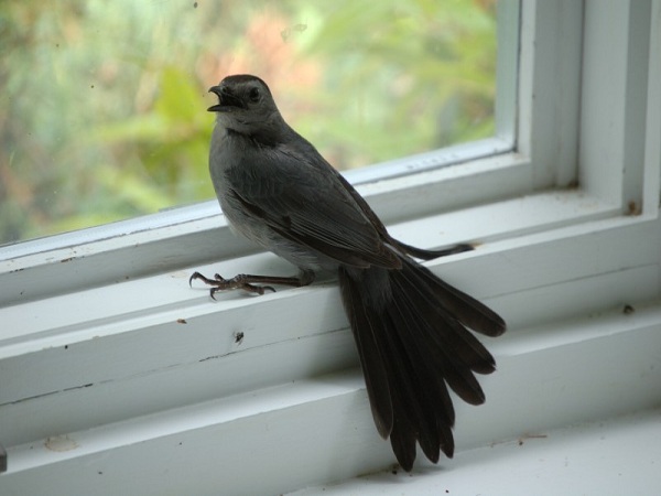 Mơ thấy chim bay vào nhà điềm báo hên hay xui?