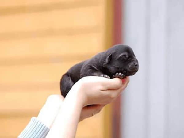 Chó đẻ 1 con điềm gì