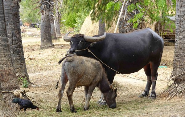 Nhìn thấy trâu đánh số gì?