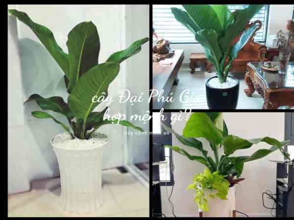 cây đại phú gia hợp mệnh gì