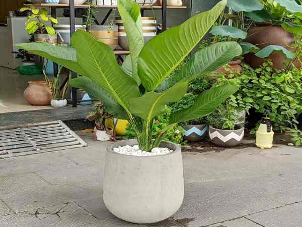 Vị trí đặt cây đại phú gia theo phong thủy