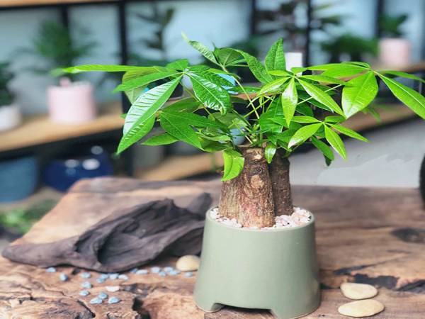 cây kim ngân hợp mệnh gì