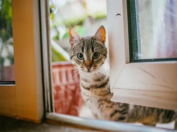 Mèo vào nhà có thể báo hiệu điều gì