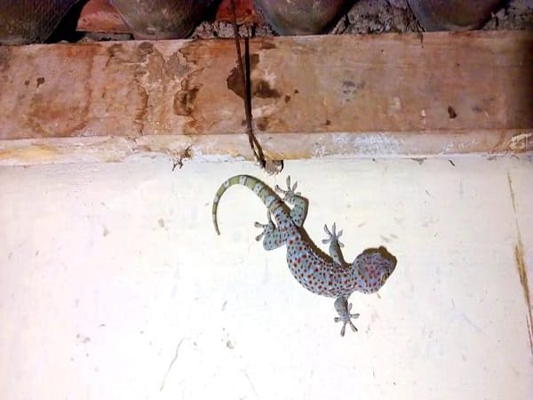 Tắc kè là loài vật gì và vì sao thường gắn với điềm báo