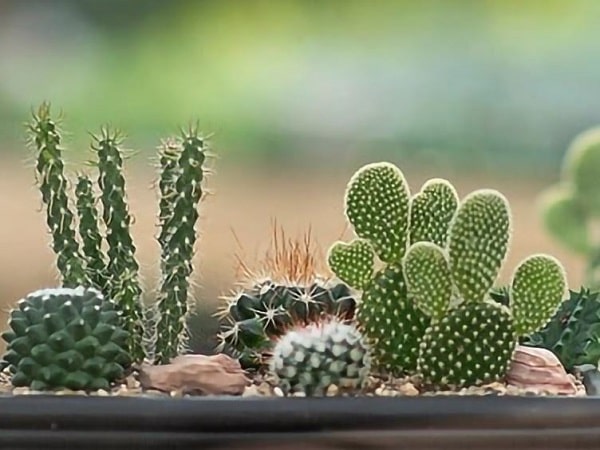 Ý nghĩa đặc biệt của cây xương rồng trong đời sống người Việt