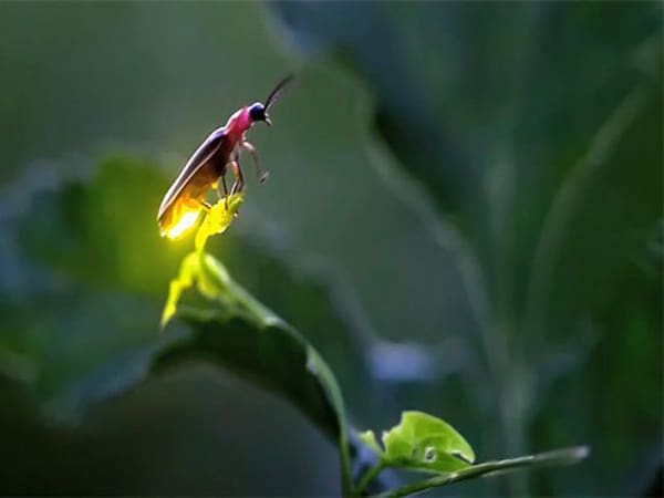 Tâm linh đom đóm tụ tập trước cửa nhà