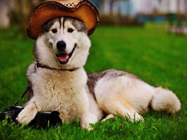 Tổng quan vận trình tuổi Giáp Tuất ngày 25/2 thứ 4