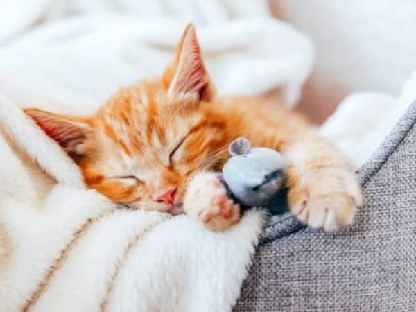 Mơ thấy mèo con chết có xui không