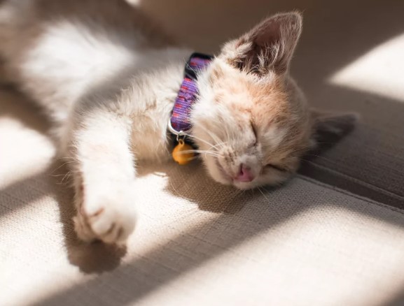 Mèo con chết là điềm gì theo quan niệm dân gian