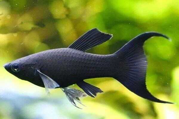 Mơ thấy bắt được cá đen