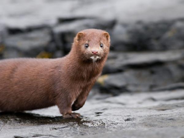 Ý nghĩa chung khi mơ thấy con chồn