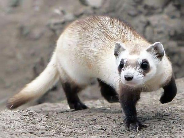 Mơ thấy con chồn là điềm gì? Giải mã chi tiết và con số liên quan