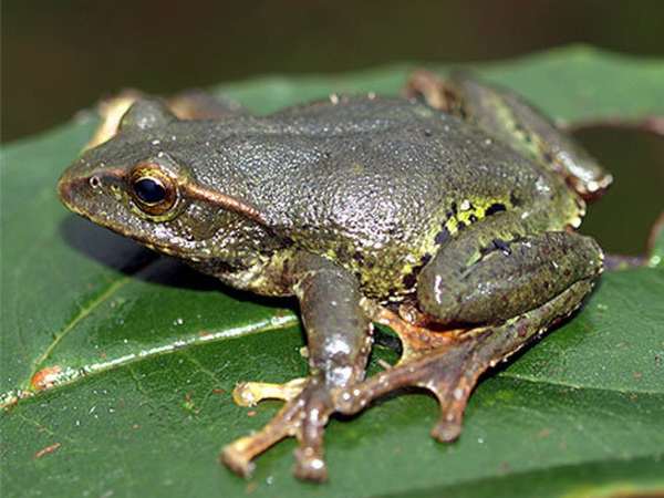 Mơ thấy con ếch là điềm gì, ý nghĩa theo từng trường hợp