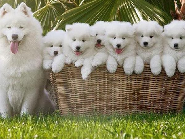 Giải mã giấc mơ thấy đàn chó con là điềm gì, hên hay xui?