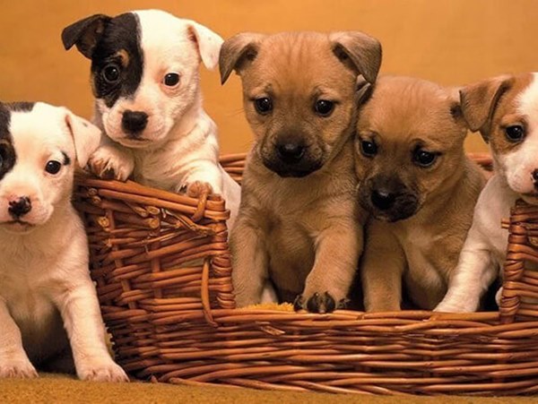 Giải mã giấc mơ thấy đàn chó con là điềm gì, hên hay xui?