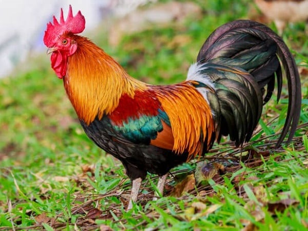 Nằm mơ thấy gà trống là điềm gì, chọn con số gì tài lộc?